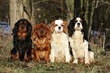 CAVALIER KING CHARLES 343